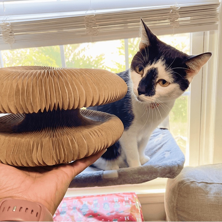 A cat reacting to a Kitty Kurlz for the first time