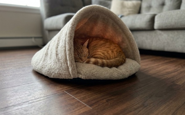 Ginger cat sleeping in a cave bed