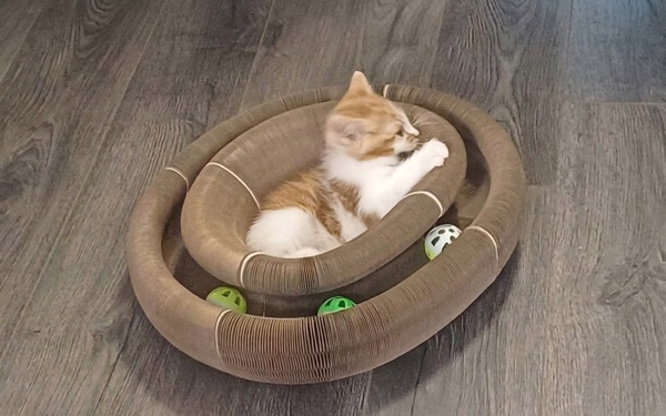 Kitten in a cardboard scratcher